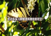 机动车实习期管理有哪些新规定？